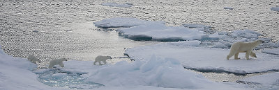 Polar Bear female with 3 first-year cubs OZ9W9134