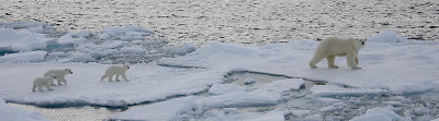 Polar Bear female with 3 first-year cubs OZ9W9135a