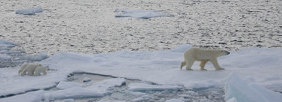 Polar Bear female with 3 first-year cubs OZ9W9136
