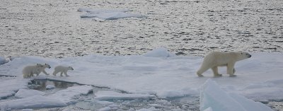 Polar Bear female with 3 first-year cubs OZ9W9137