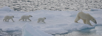 Polar Bear female with 3 first-year cubs OZ9W9141a