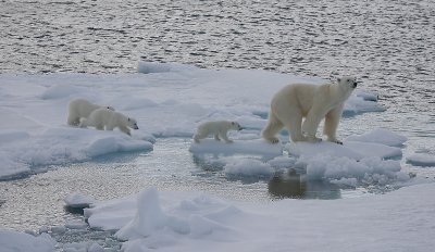Polar Bear female with 3 first-year cubs OZ9W9142