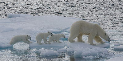 Polar Bear female with 3 first-year cubs