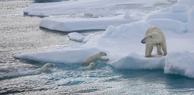 Polar Bear female with 3 first-year cubs OZ9W9153