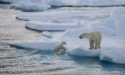 Polar Bear female with 3 first-year cubs OZ9W9154