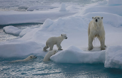 Polar Bear female with 3 first-year cubs OZ9W9156