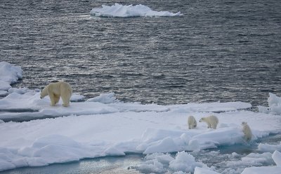Polar Bear female with 3 first-year cubs OZ9W9172