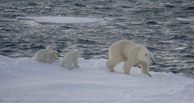 Polar Bear female with 3 first-year cubs OZ9W9177