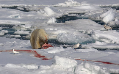 Polar Bear young male with kill OZ9W9551