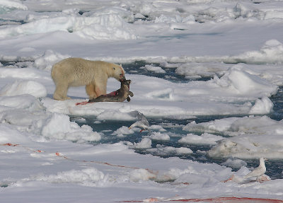 Polar Bear young male with kill 1