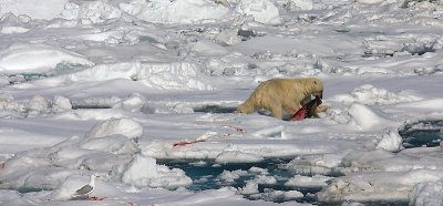 Polar Bear young male with kill OZ9W9598