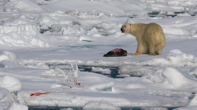 Polar Bear young male with kill OZ9W9613