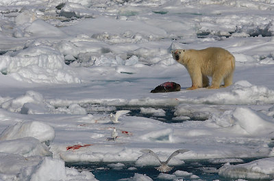 Polar Bear young male with kill OZ9W9617