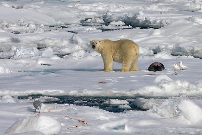 Polar Bear young male with kill OZ9W9630