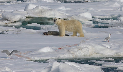 Polar Bear young male with kill OZ9W9671