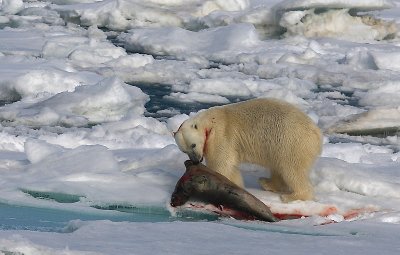 Polar Bear young male with kill