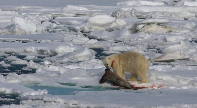 Polar Bear young male with kill OZ9W9691