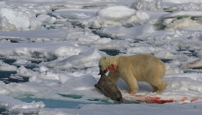 Polar Bear young male with kill OZ9W9692