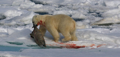 Polar Bear young male with kill OZ9W9693