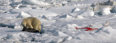 Polar Bear young male with kill OZ9W9808