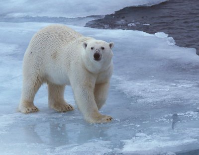 Polar Bear female on ice