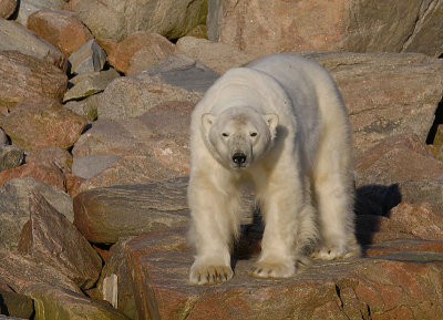 Polar Bear male stuck on land OZ9W0159