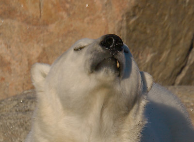 Polar Bear male stuck on land OZ9W0288a