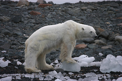 Polar Bear thin
