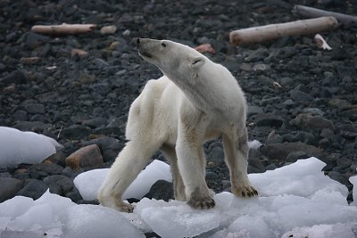 Polar Bear young female dying of hunger