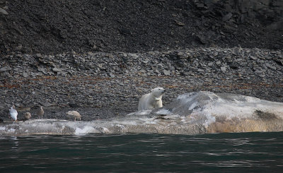 Polar Bear female on dead Sperm Whale OZ9W1219