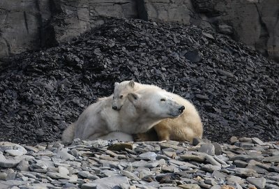 Polar Bear female with first-year cub hungry