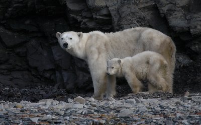 Polar Bear female with first-year cub hungry OZ9W1303a