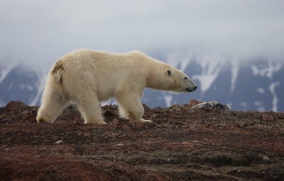 Polar Bear on red soil