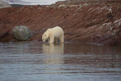 Polar Bear going in OZ9W1392