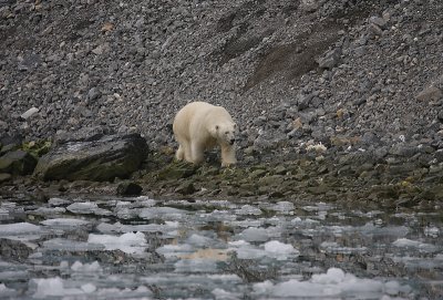 Polar Bear male hugging shoreline OZ9W1816