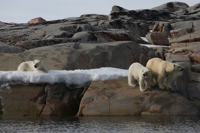 Polar Bear female with 2 large cubs OZ9W2300