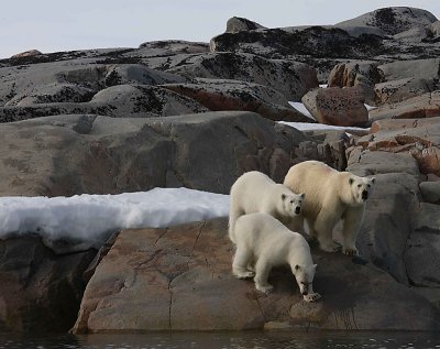 Polar Bear female with 2 large cubs OZ9W2311