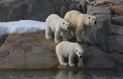 Polar Bear female with 2 large cubs A