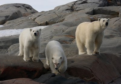 Polar Bear female with 2 large cubs OZ9W2334