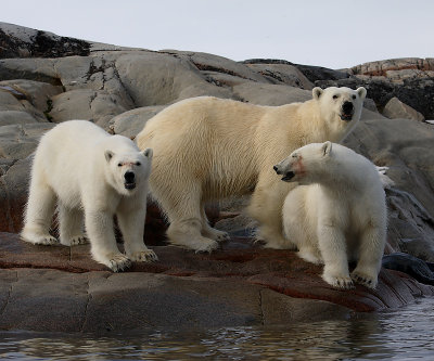 Polar Bear female with 2 large cubs B