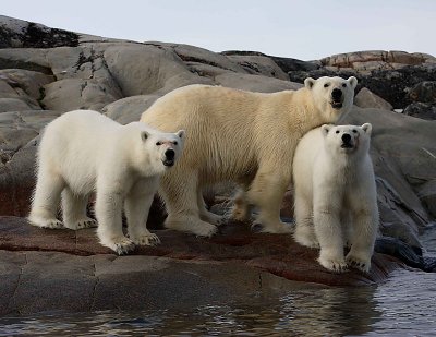 Polar Bear female with 2 large cubs OZ9W2380