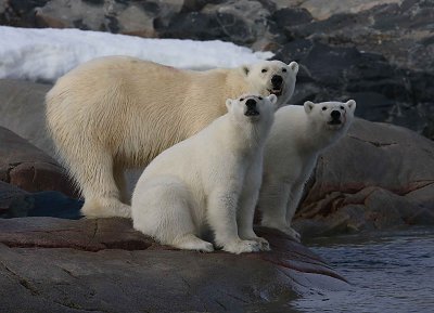 Polar Bear female with 2 large cubs C