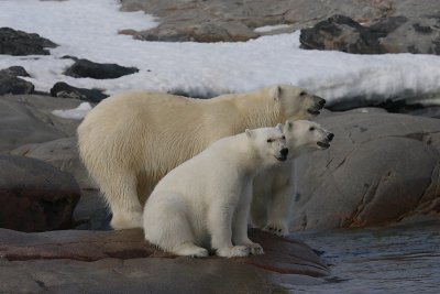 Polar Bear female with 2 large cubs OZ9W2401