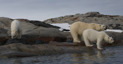 Polar Bear female with 2 large cubs OZ9W2413
