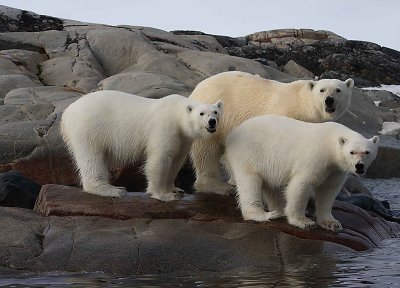 Polar Bear female with 2 large cubs OZ9W2415