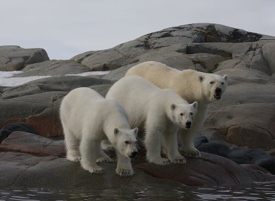 Polar Bear female with 2 large cubs OZ9W2421
