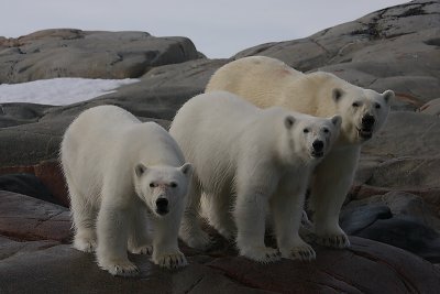 Polar Bear female with 2 large cubs OZ9W2426a