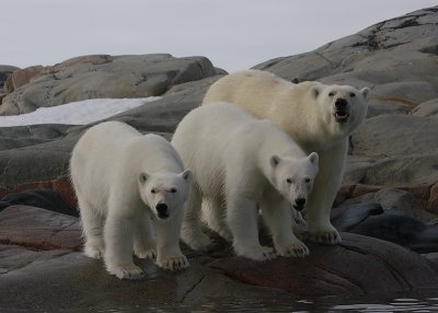 Polar Bear female with 2 large cubs OZ9W2427