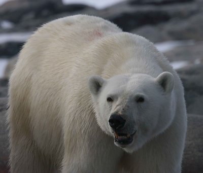 Polar Bear female well-fed OZ9W2428
