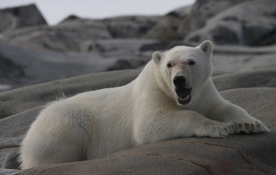 Polar Bear large cub